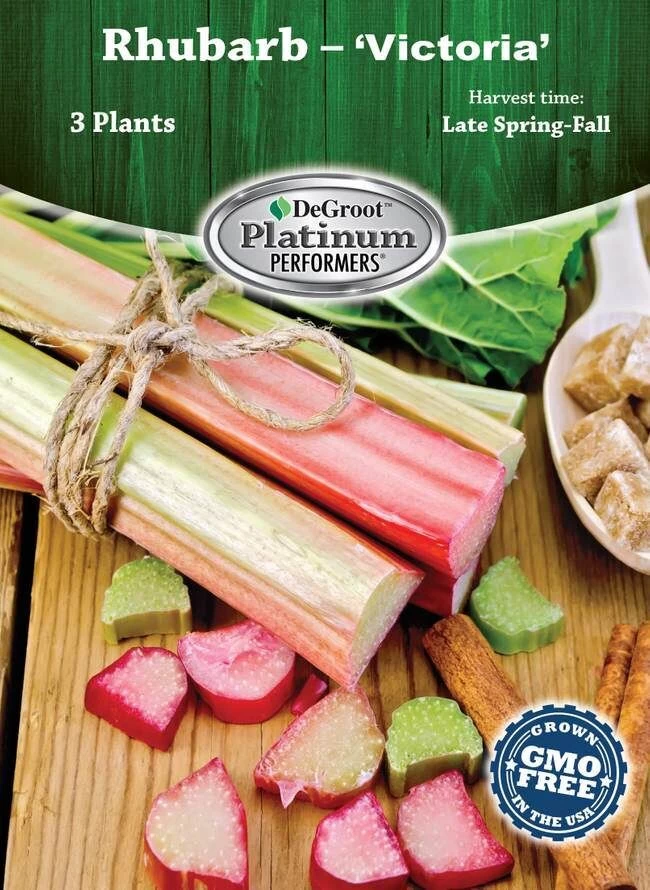DeGroot Rhubarb, Victoria Plant 3 DeGroot Rhubarb, Victoria Plant