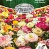 DeGroot Ranunculus, Mix Corm
