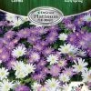 DeGroot Anemone, Blanda Mix Corm 2 DeGroot Anemone, Blanda Mix Corm -Garden And Farm Shop degroot1181161 1 1