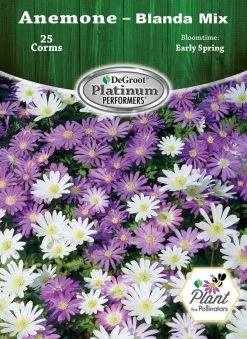 DeGroot Anemone, Blanda Mix Corm