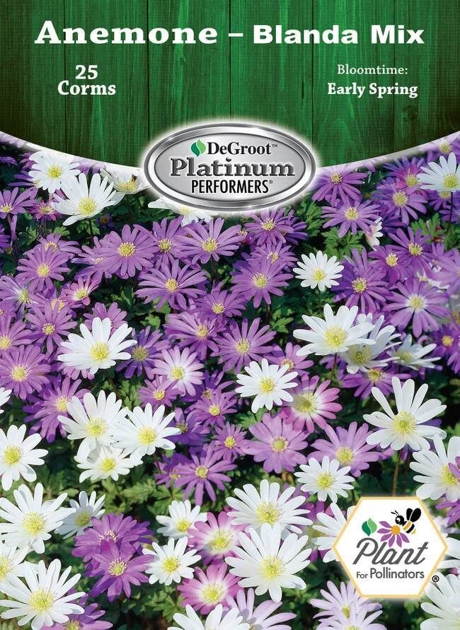 DeGroot Anemone, Blanda Mix Corm 3 DeGroot Anemone, Blanda Mix Corm