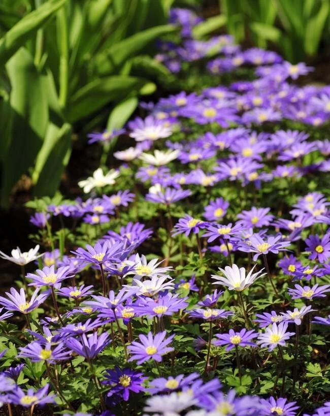 DeGroot Anemone, Blanda Mix Corm 4 DeGroot Anemone, Blanda Mix Corm - Image 2