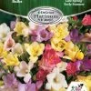 DeGroot Freesia Double Mix Corms -Garden And Farm Shop degroot1181162 1