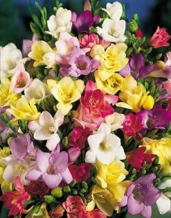 DeGroot Freesia Double Mix Corms -Garden And Farm Shop degroot1181162 3