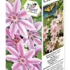 DeGroot Nelly Moser Clematis Starter Plant -Garden And Farm Shop degroot1181167 1 1