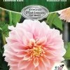 DeGroot Cafe Au Lait Dinnerplate Dahlia Tuberous Root