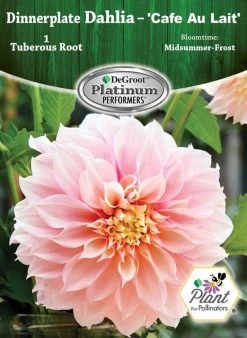 DeGroot Cafe Au Lait Dinnerplate Dahlia Tuberous Root