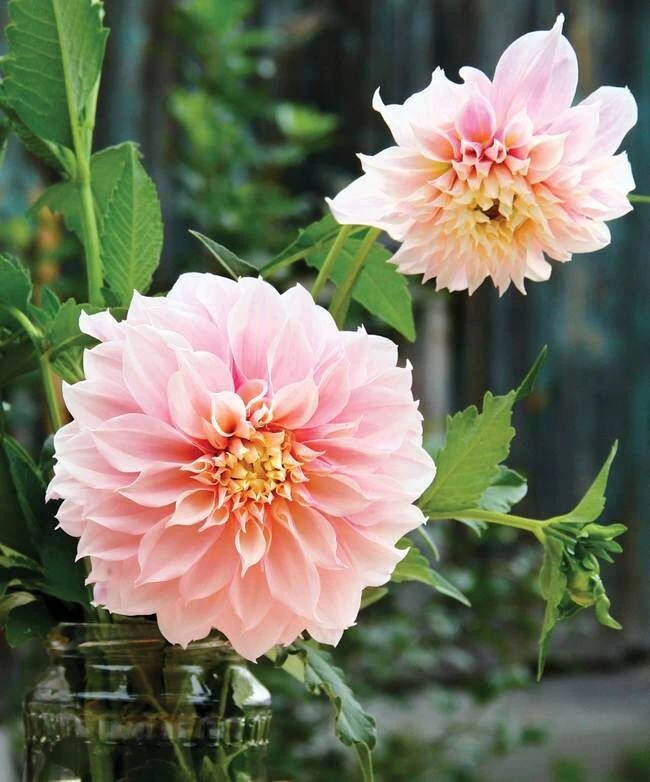 DeGroot Cafe Au Lait Dinnerplate Dahlia Tuberous Root 4 DeGroot Cafe Au Lait Dinnerplate Dahlia Tuberous Root - Image 2