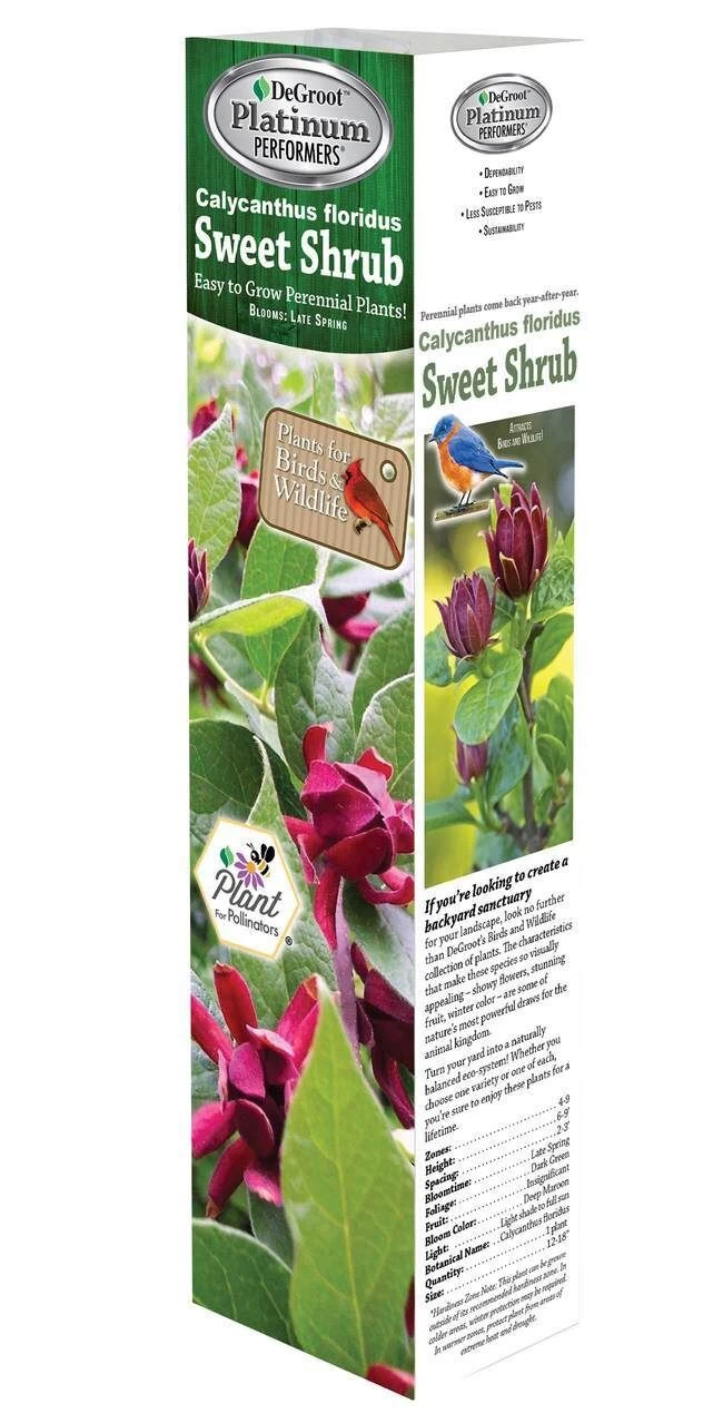 DeGroot Sweet Shrub, Calycanthus Floridus Started Plant 3 DeGroot Sweet Shrub, Calycanthus Floridus Started Plant