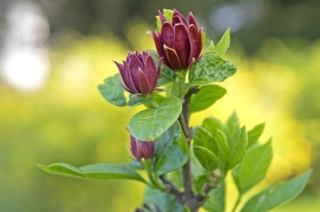 DeGroot Sweet Shrub, Calycanthus Floridus Started Plant 4 DeGroot Sweet Shrub, Calycanthus Floridus Started Plant - Image 2