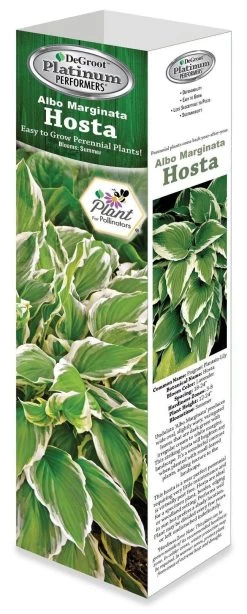 DeGroot Albo Marginata Hosta Undulata Starter Plant