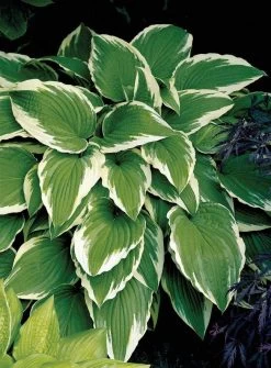 DeGroot Albo Marginata Hosta Undulata Starter Plant -Garden And Farm Shop degroot1181206 3
