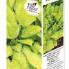 DeGroot Gold Standard Hosta Fortunei Starter Plant