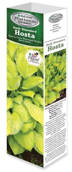 DeGroot Gold Standard Hosta Fortunei Starter Plant