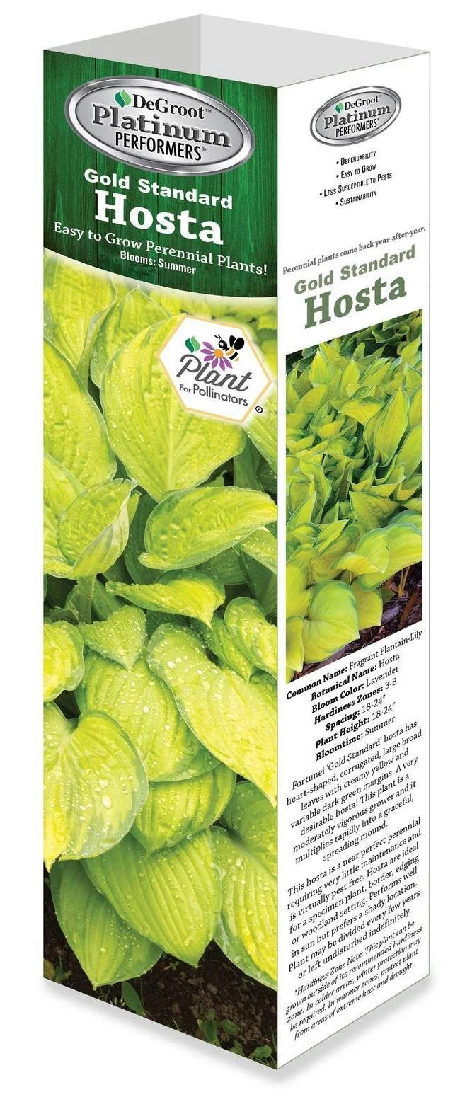 DeGroot Gold Standard Hosta Fortunei Starter Plant 3 DeGroot Gold Standard Hosta Fortunei Starter Plant