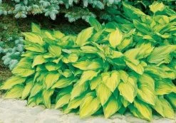 DeGroot Gold Standard Hosta Fortunei Starter Plant 7 DeGroot Gold Standard Hosta Fortunei Starter Plant -Garden And Farm Shop degroot1181207 3