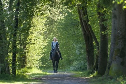 Formula 707 Calming Apple Flavored Pellets- 10 Lb 6 Formula 707 Calming Apple Flavored Pellets- 10 Lb - Image 4