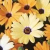 Ferry-Morse African Daisy -Garden And Farm Shop plantation5378602 1