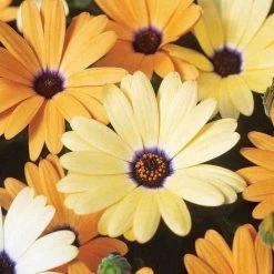 Ferry-Morse African Daisy