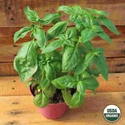 Ferry-Morse Sweet Basil