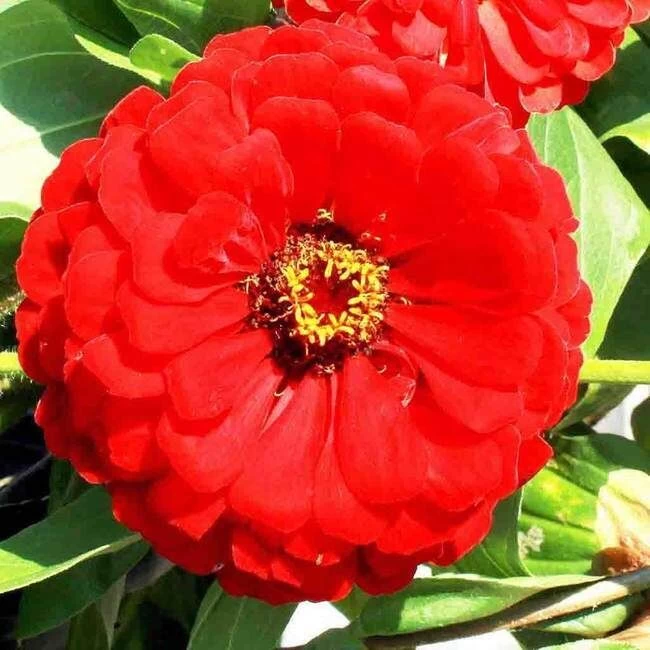 Ferry-Morse Zinnia Giant Double Scarlet Flame 3 Ferry-Morse Zinnia Giant Double Scarlet Flame