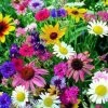 Ferry-Morse Wildflower Cutflower Mix