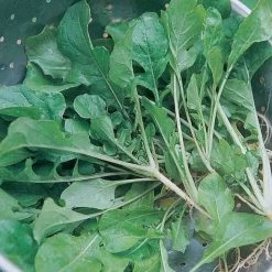 Ferry-Morse Turnip Seven Top Seed