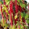 Ferry-Morse Amaranth Love Lies Bleeding Seed Packet - 150 Mg -Garden And Farm Shop plantationproducts5378102 1