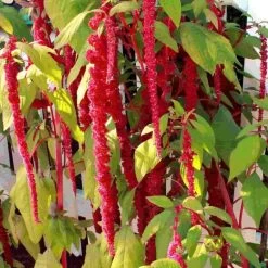 Ferry-Morse Amaranth Love Lies Bleeding Seed Packet - 150 Mg