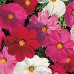 Ferry-Morse Sensation Mixed Cosmo Seed Packet - 800 Mg