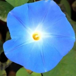 Ferry-Morse Heavenly Blue Morning Glory Seed Packet - 1.5 G