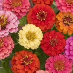 Ferry-Morse Thumbelina Zinnia Mixed Seed Packet - 300 Mg