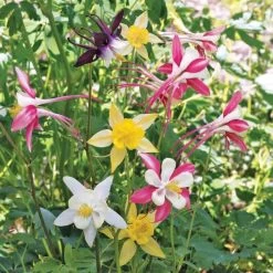 Ferry-Morse Mckana's Columbine Mixed Seed Packet - 100 Mg