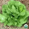 Ferry-Morse Organic Parris Island Lettuce Seed Packet - 1.8 G