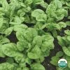 Ferry-Morse Organic Bloomsdale Spinach Seed Packet - 5 G