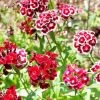 Ferry-Morse Sweet William Tall Double Seed Packet - 525 Mg