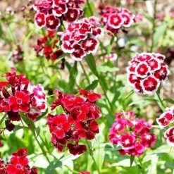 Ferry-Morse Sweet William Tall Double Seed Packet - 525 Mg