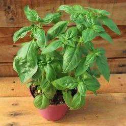 Ferry-Morse Sow Easy Basil Sweet Italian Seed - 200 Seeds