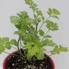 Ferry-Morse Sow Easy Cilantro Seed - 150 Seeds -Garden And Farm Shop plantationproducts5378478 1