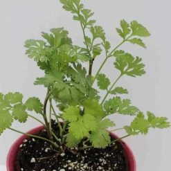 Ferry-Morse Sow Easy Cilantro Seed - 150 Seeds
