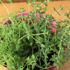 Ferry-Morse Sow Easy Thyme Seed - 250 Seeds