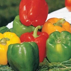 Ferry-Morse Sow Easy Bell Pepper Color Mix - 100 Seeds