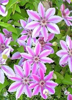 DeGroot Nelly Moser Clematis Starter Plant -Garden And Farm Shop totalmarketing1181167 1