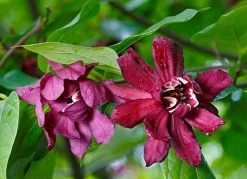 DeGroot Sweet Shrub, Calycanthus Floridus Started Plant 7 DeGroot Sweet Shrub, Calycanthus Floridus Started Plant -Garden And Farm Shop totalmarketing1181198 1